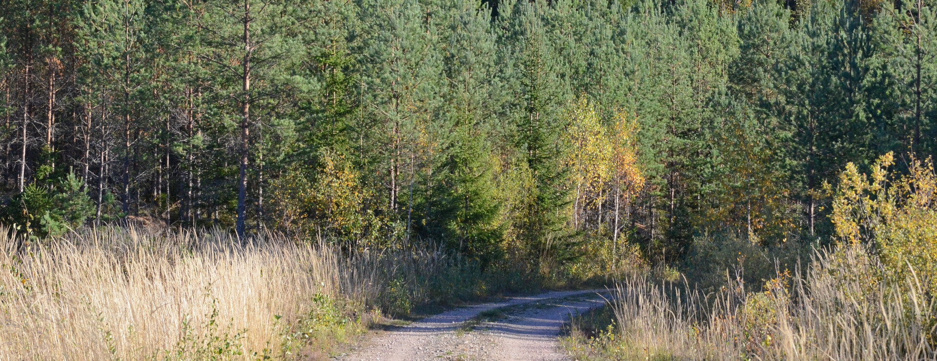 Väster Bännbäck - Växtligt med bra vägnät