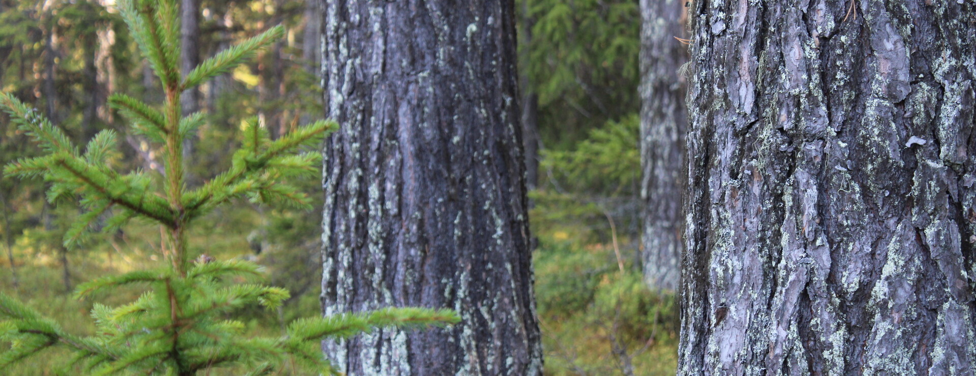 Röjnoret - Skog med avverkningspotential