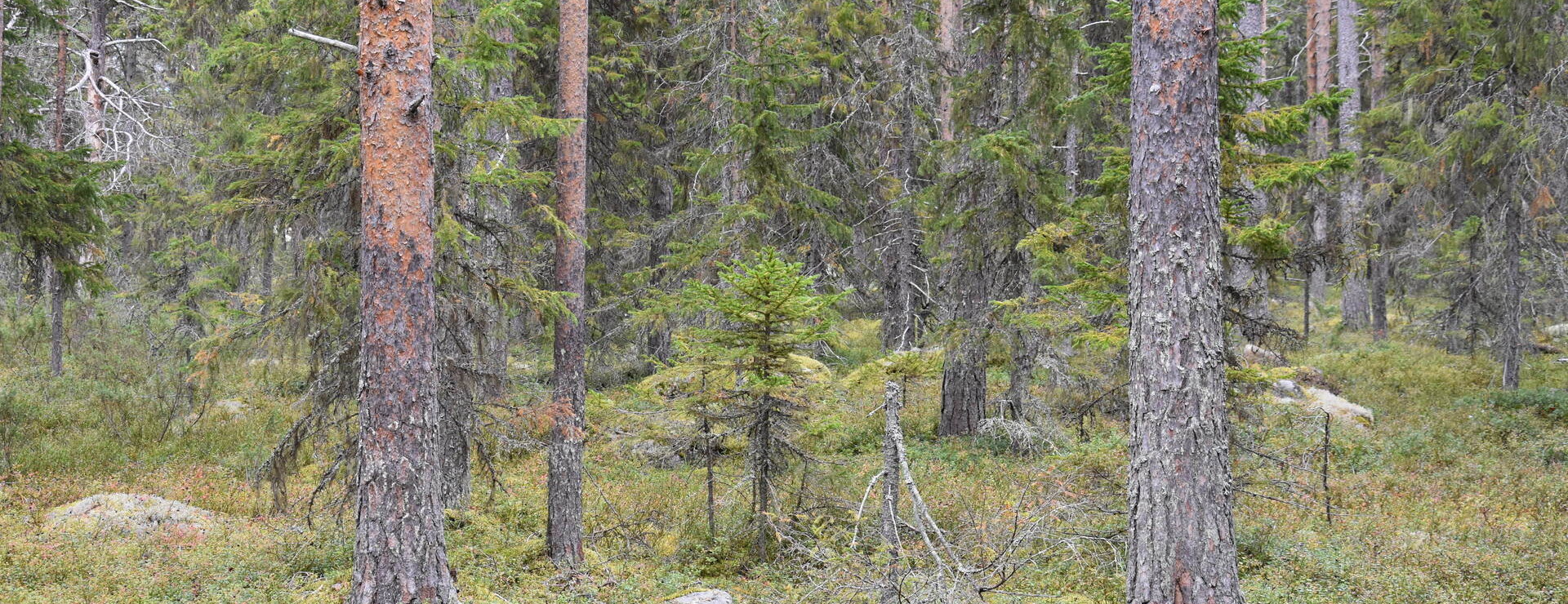 Alvik - Skogsmark nära stan