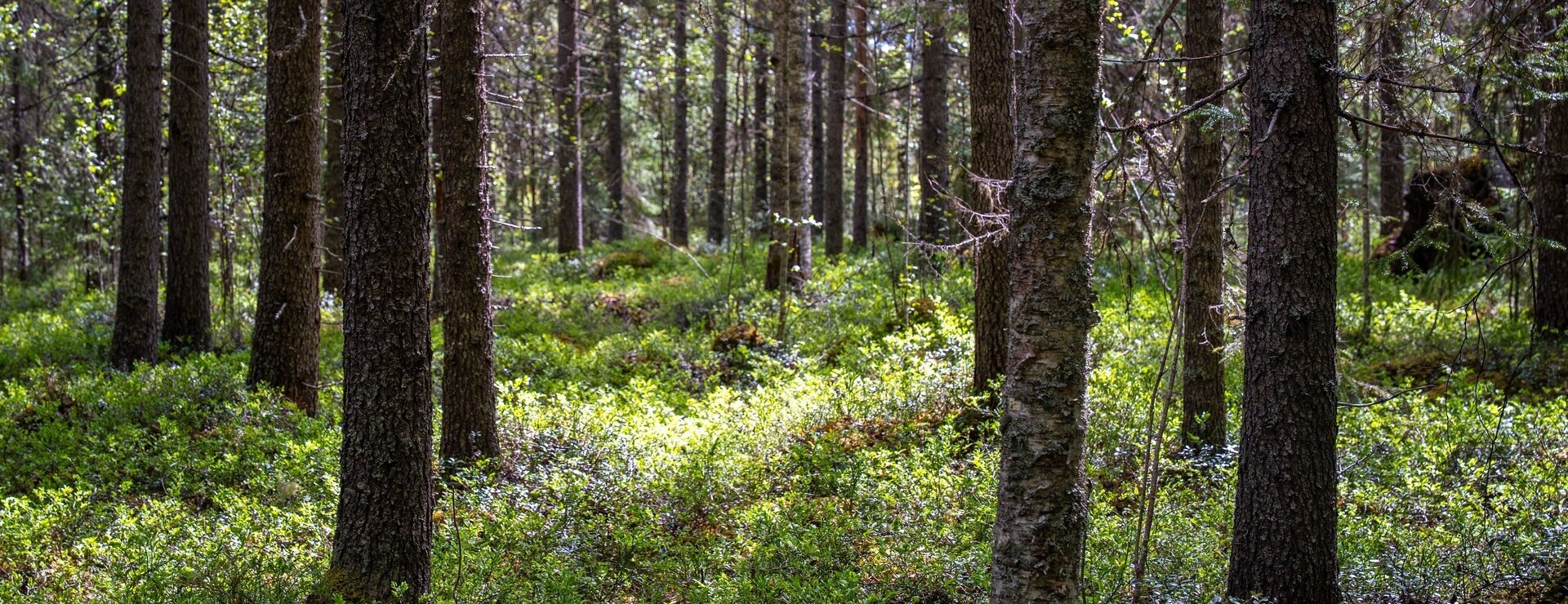 KRAMFORS RISNÄS 1:9 - Högt Virkesförråd