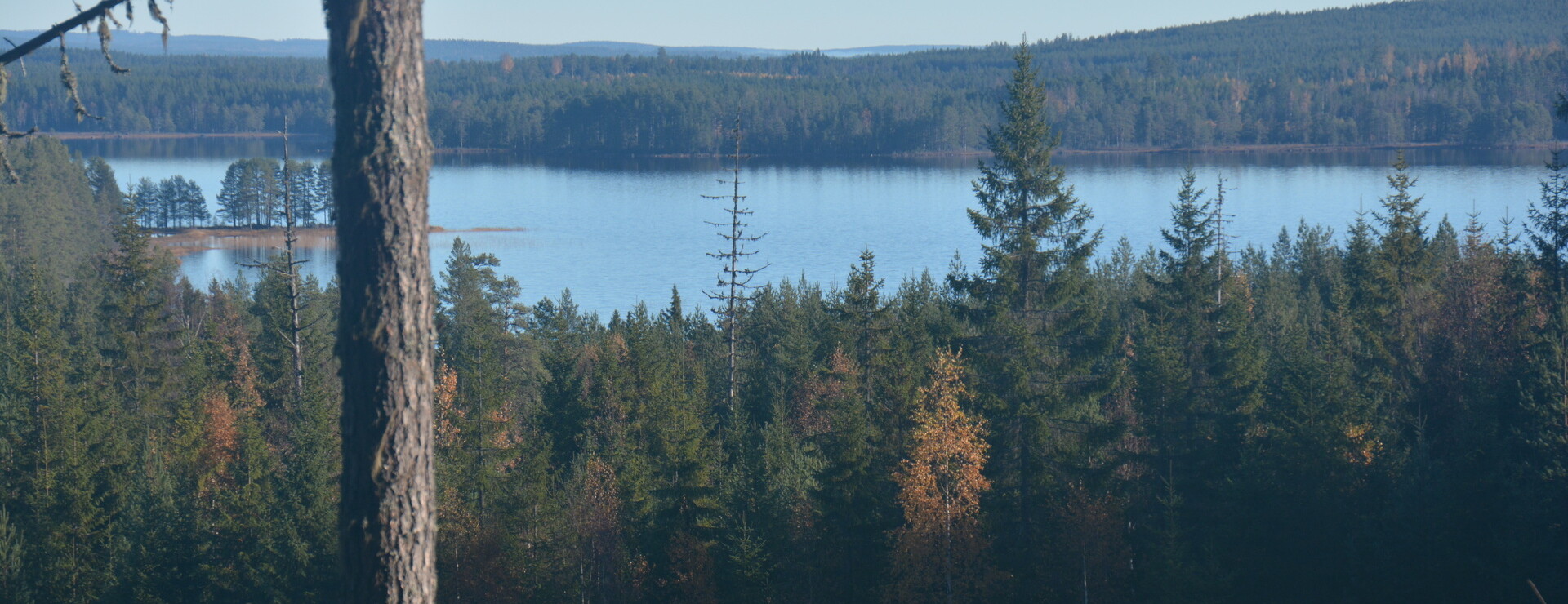 Skansbacken - Växtliga skogar i Dalarna