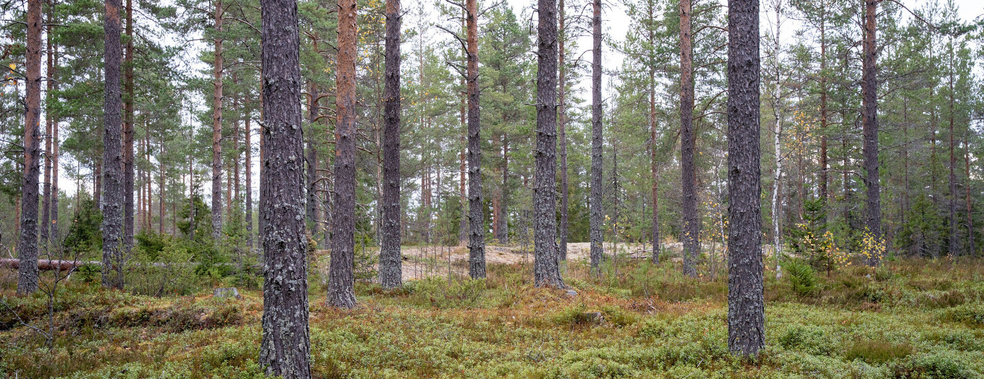Könsa - Skogsfastighet i ett skifte