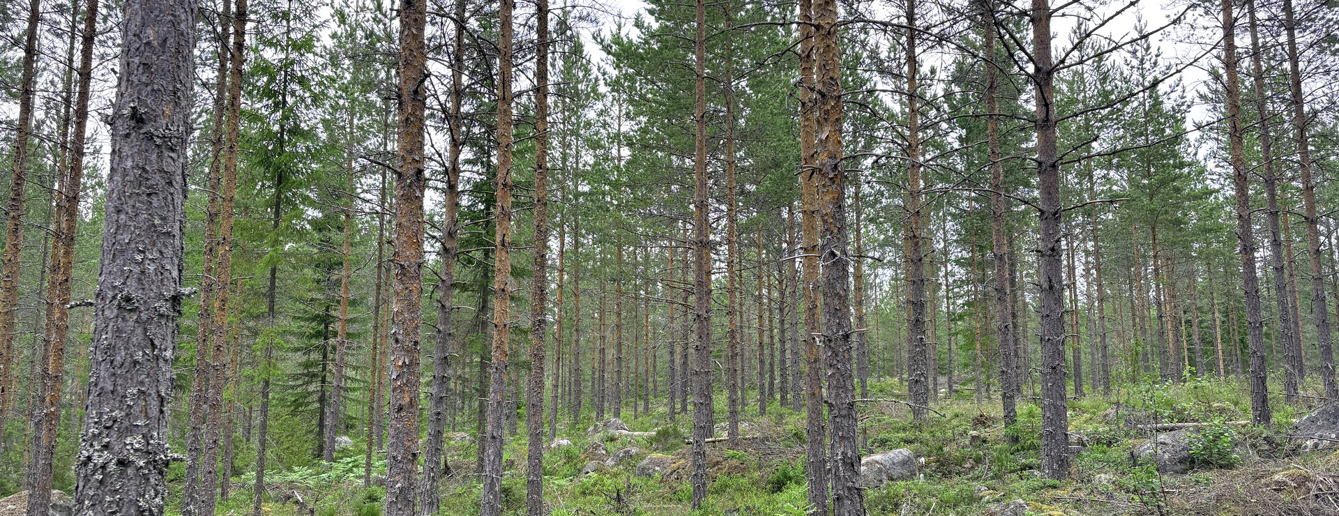 Kolsta - Skogsskiften i Norrala