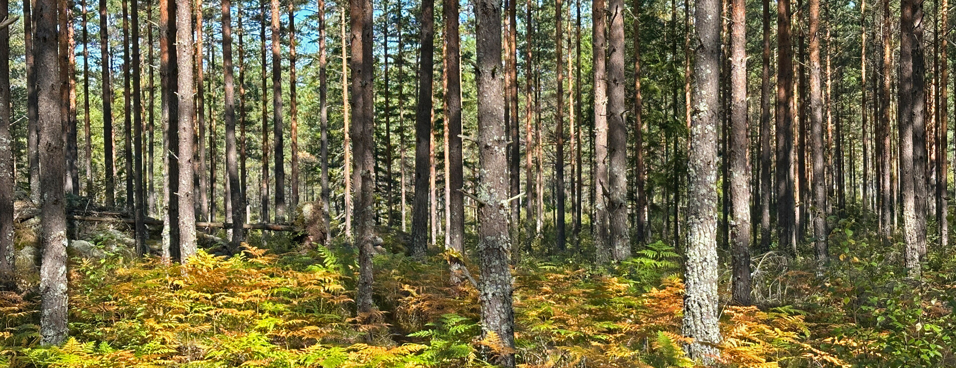 Tomasbo/Ställberget - Köp morgondagens stamblock nu