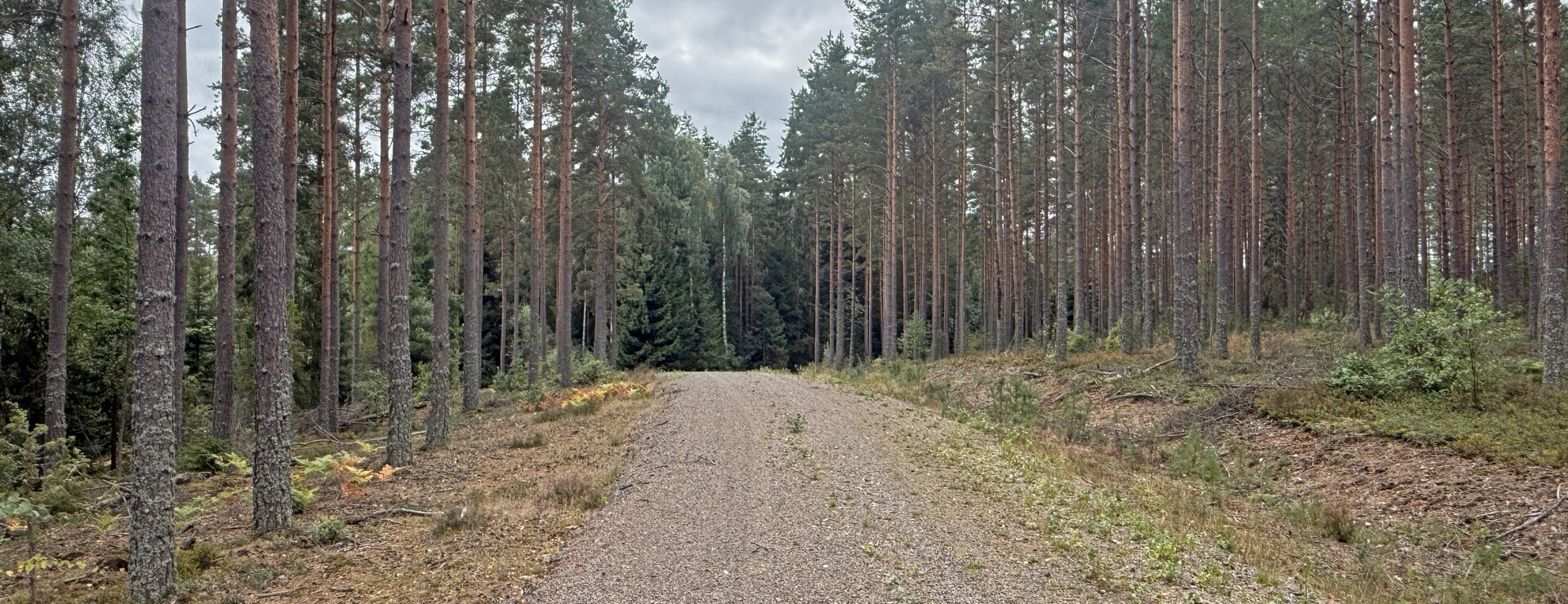 Stora Aby Skog AB - Skog i Stora Aby
