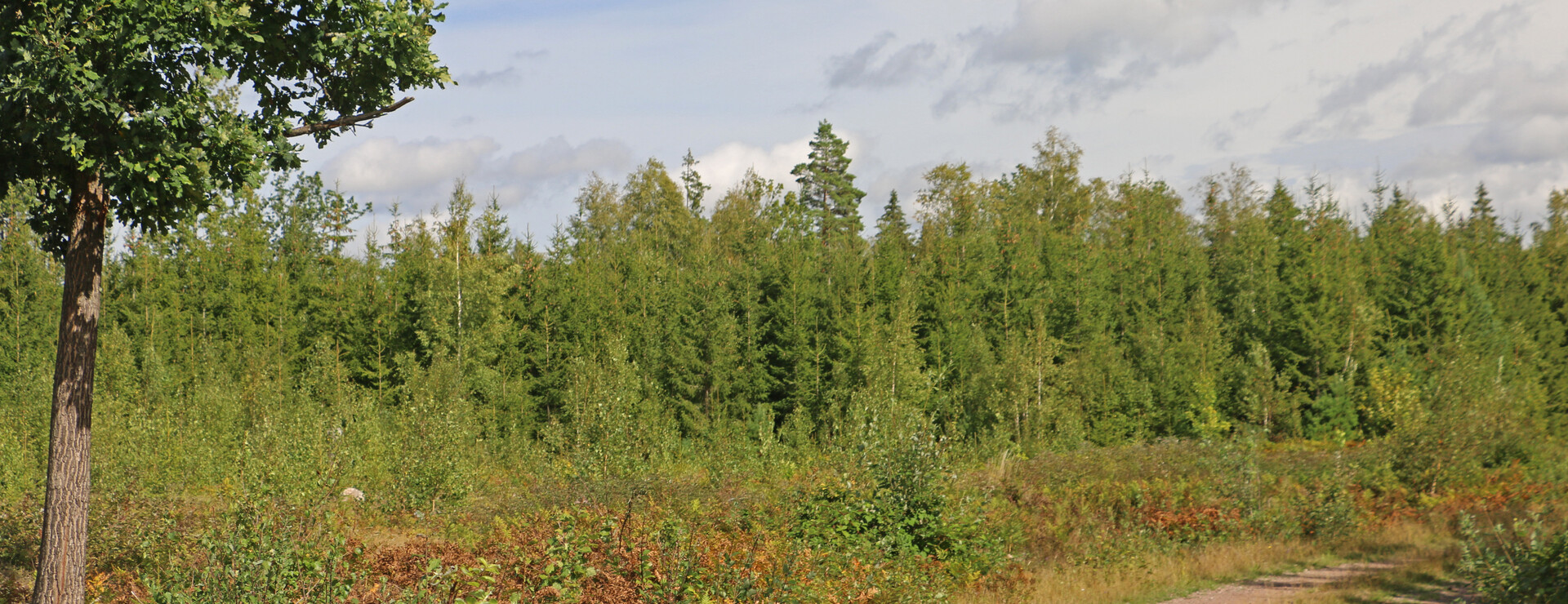 Ramshult Skog AB - Skog i Ramshult