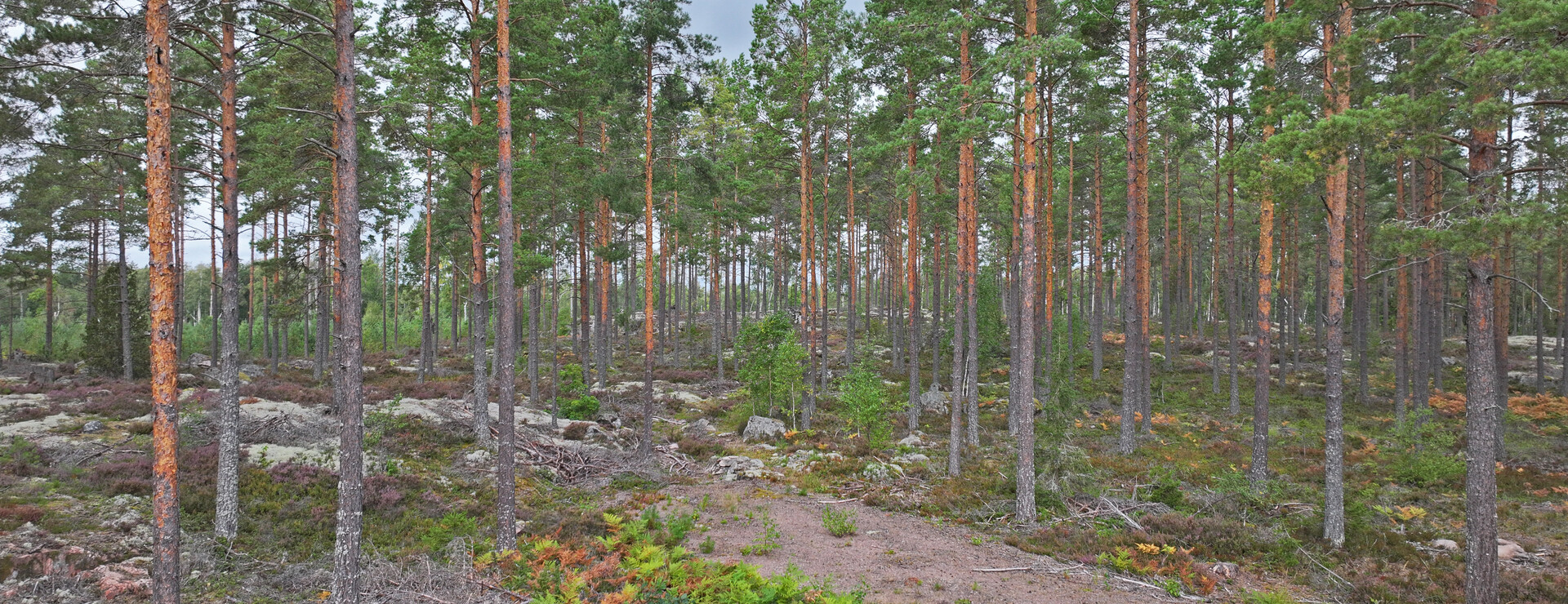 Annebergstorpet Skog AB - Skog i Annebergstorpet
