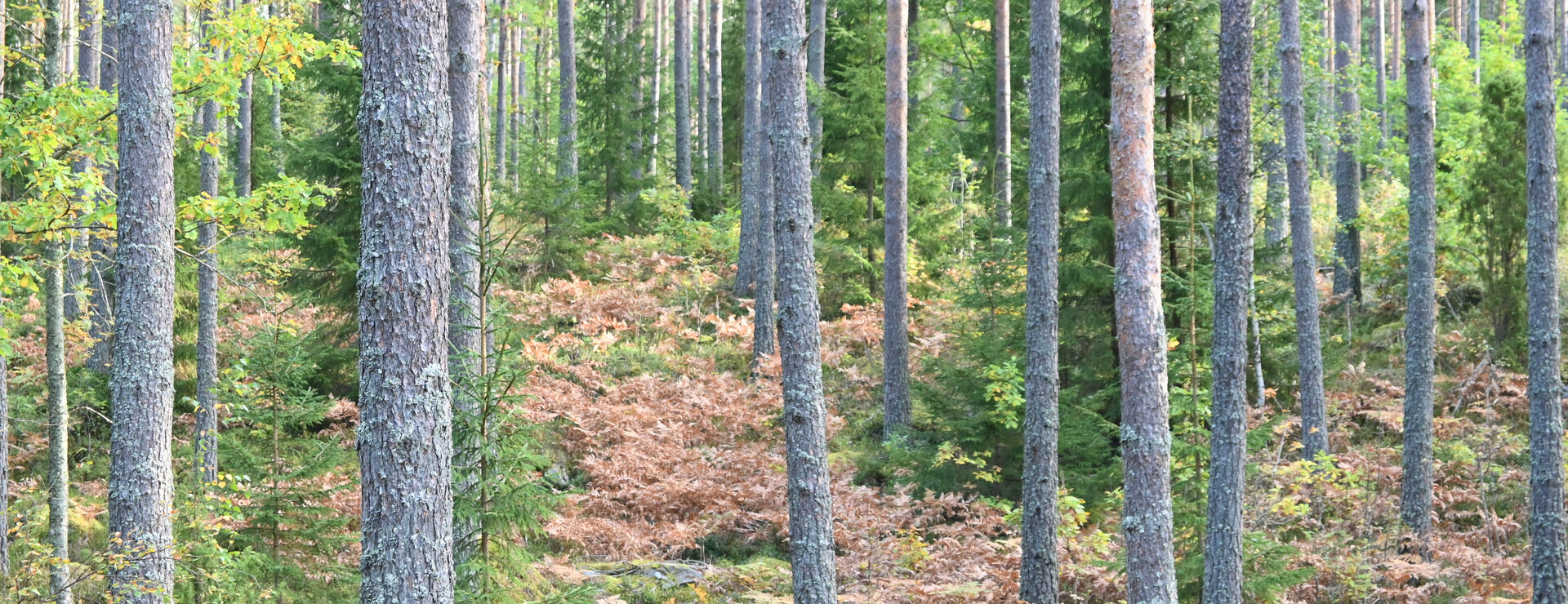 Gunnatorp - Välväxt skogsmark