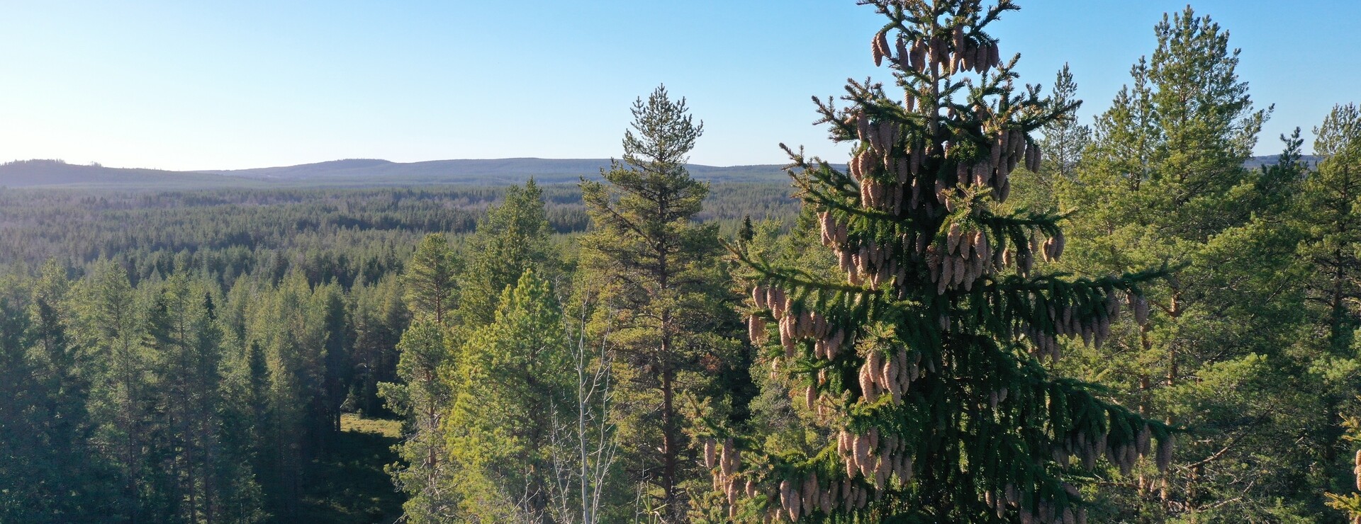 Morliden - Avverkningsmogen skog