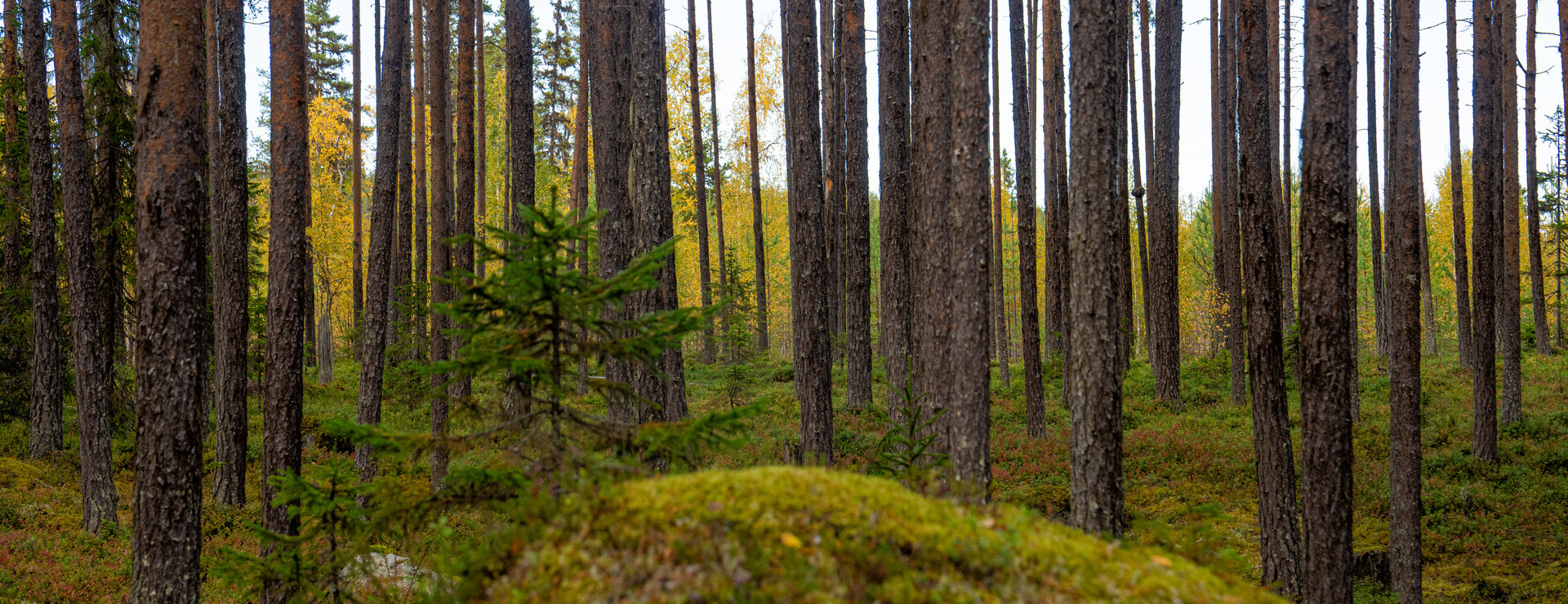 Öravattnet - Skog vid Öravattnet