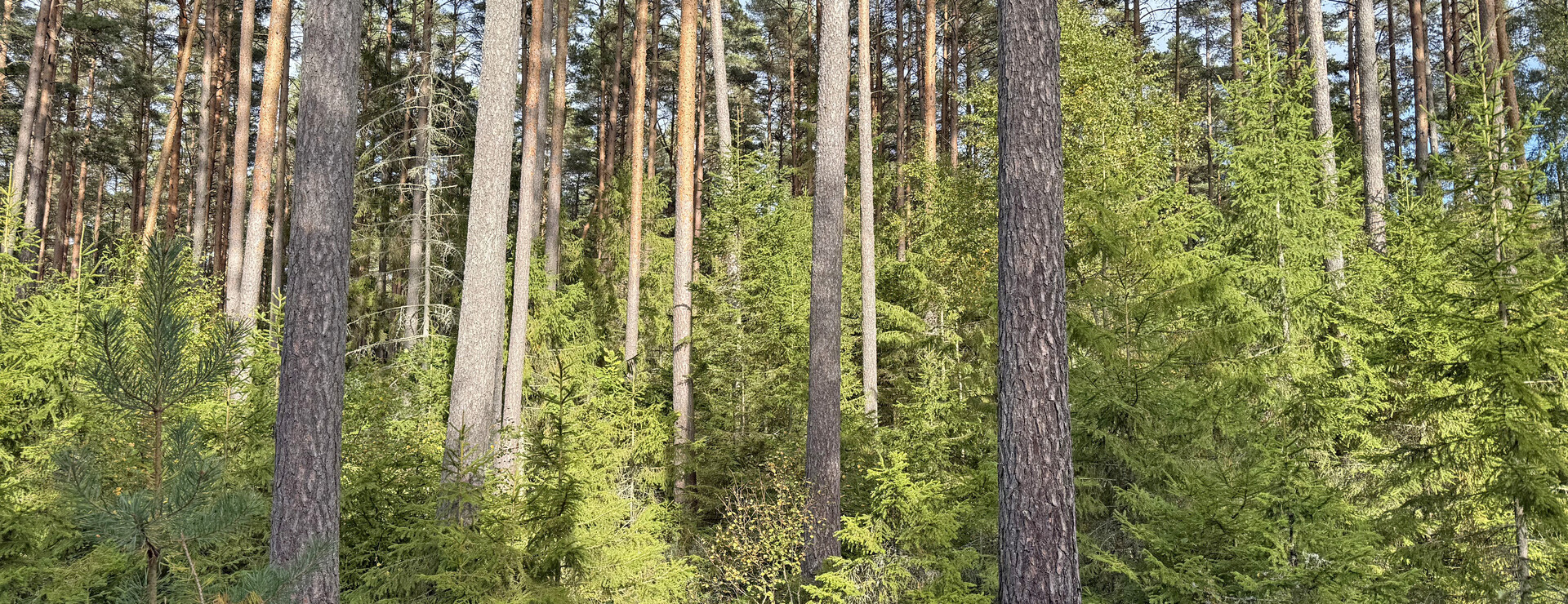 Pilagården - Skog i Vinninga