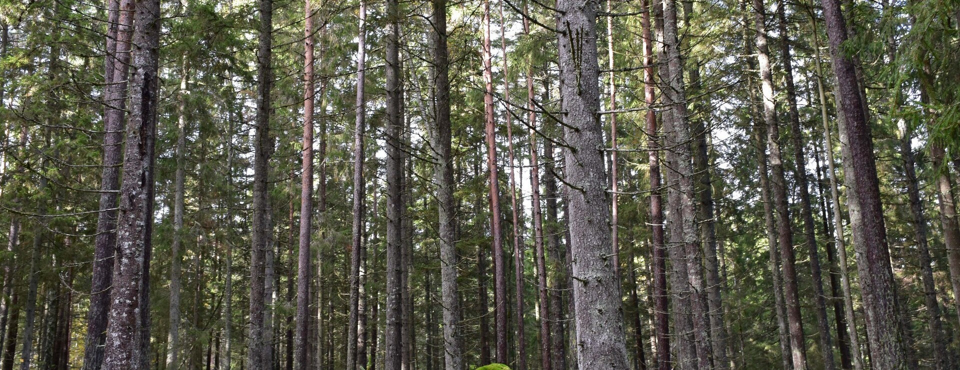 Skogsfastighet Hjulatorp - Byggnadsfri och virkesrik