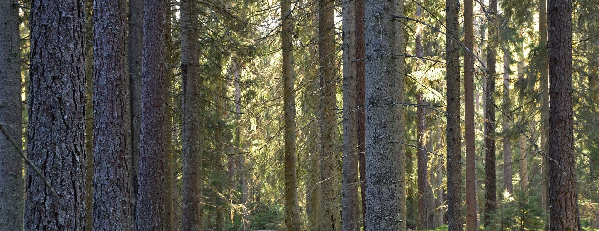 Saxabjörke - Skog i Asa