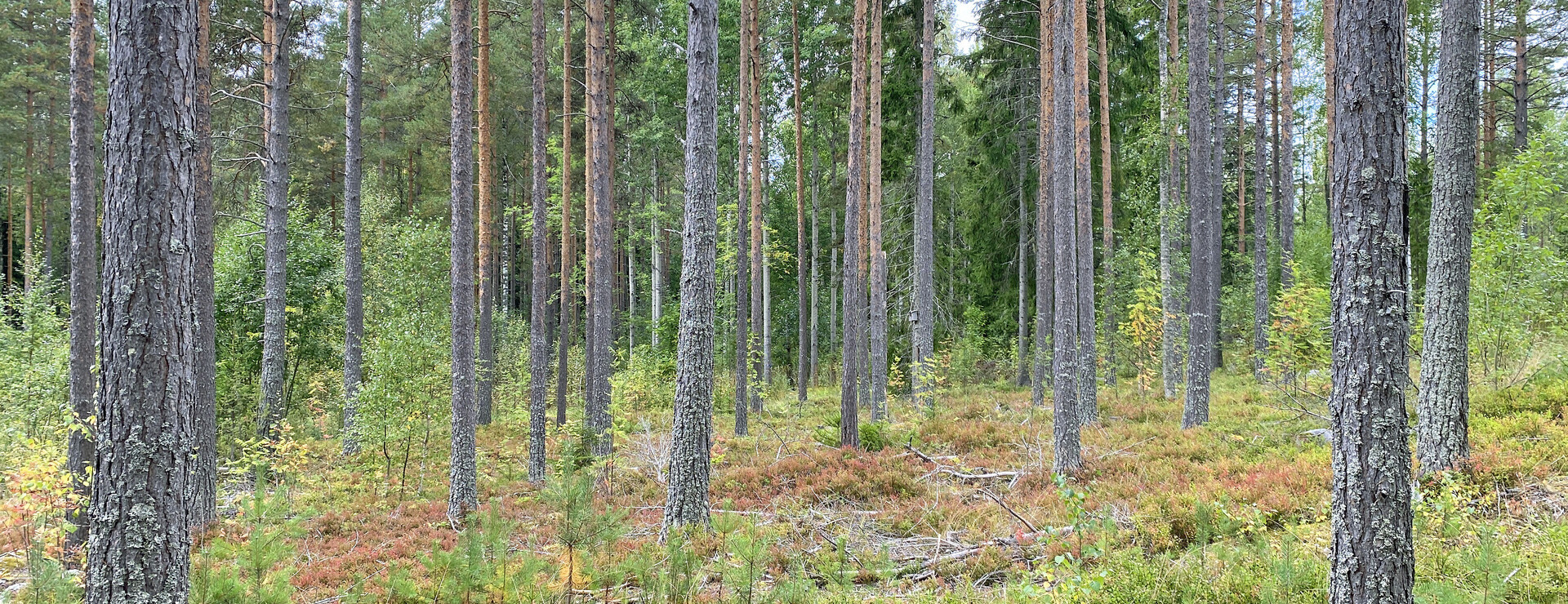 Hällmyra - Skog och jakt nära Söderhamn