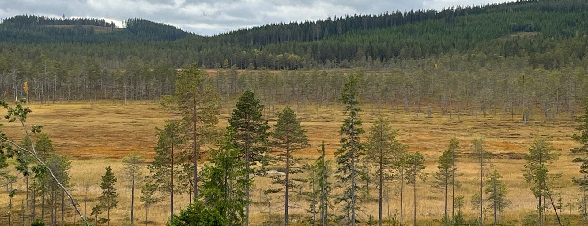 Skärklitt - Virkesrikt i Skärklitt
