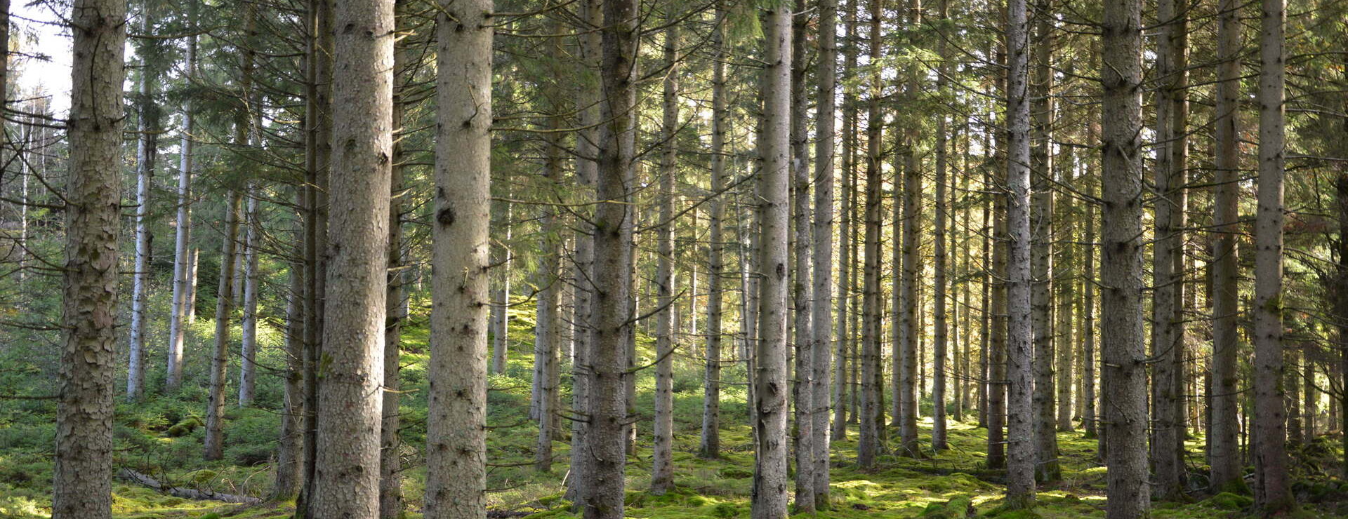Knäreds Prästgård - Skogsinvestering Halland