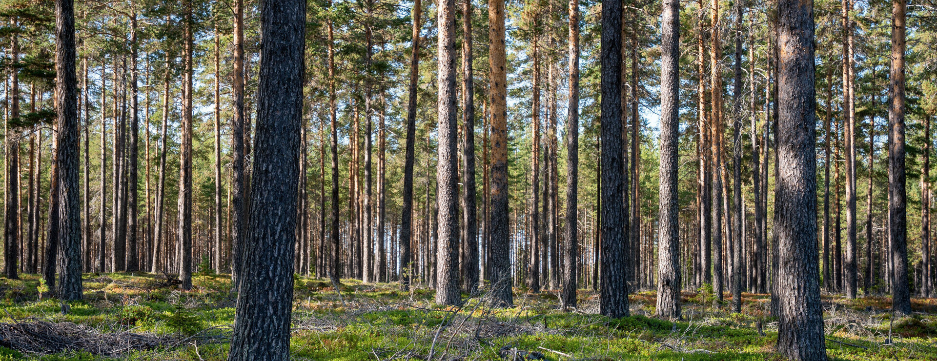 Junsele-Vallen - Virkesrik skogsfastighet