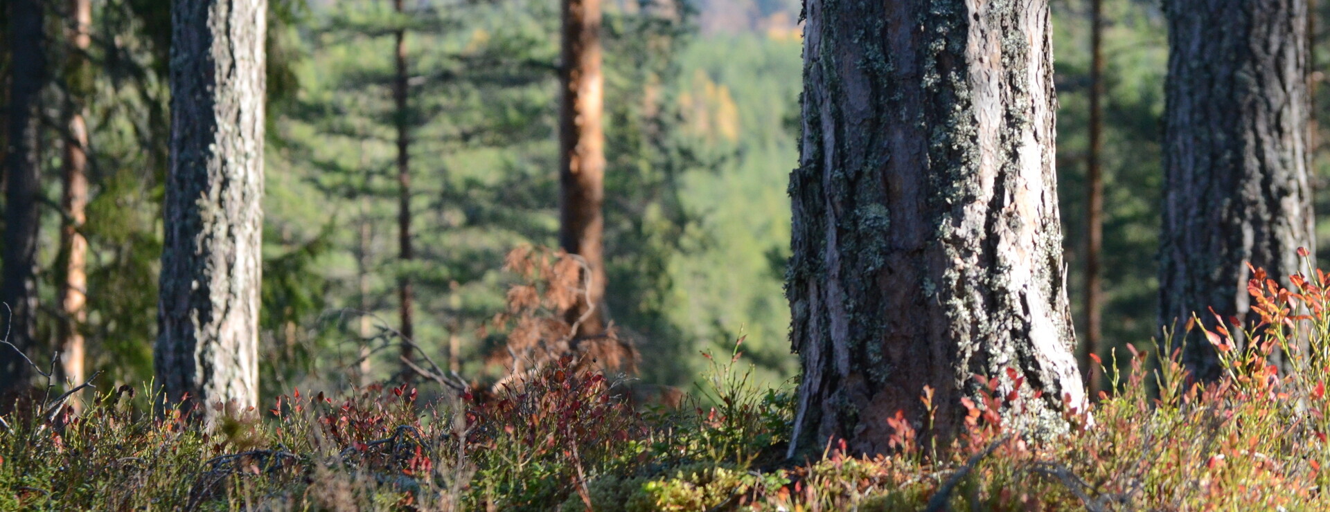 Utanmyra - Tallskogsdominerat i Sundborn