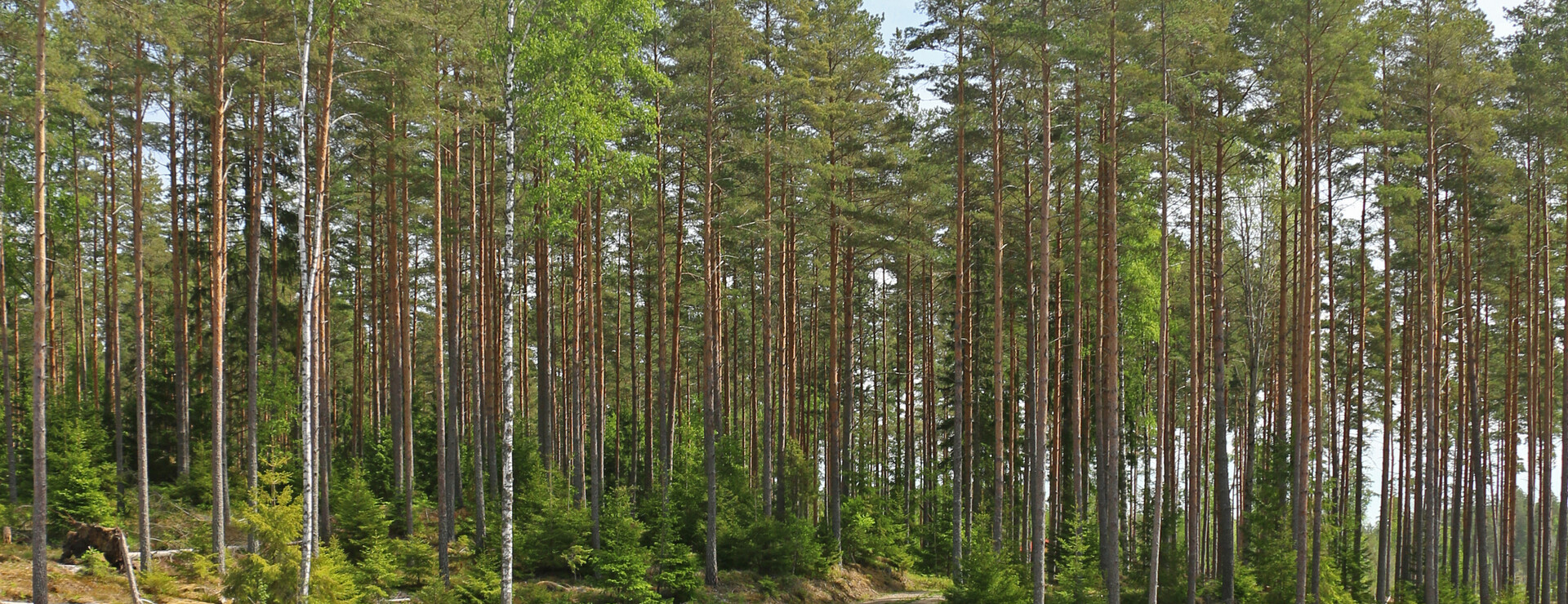 Koppetorp - Koppetorp