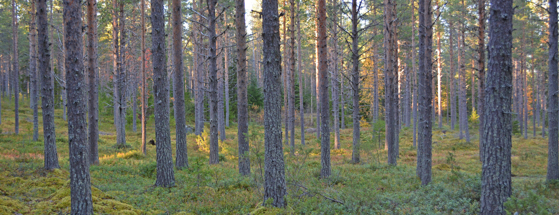 Jierijärvi - Talldominerad skog