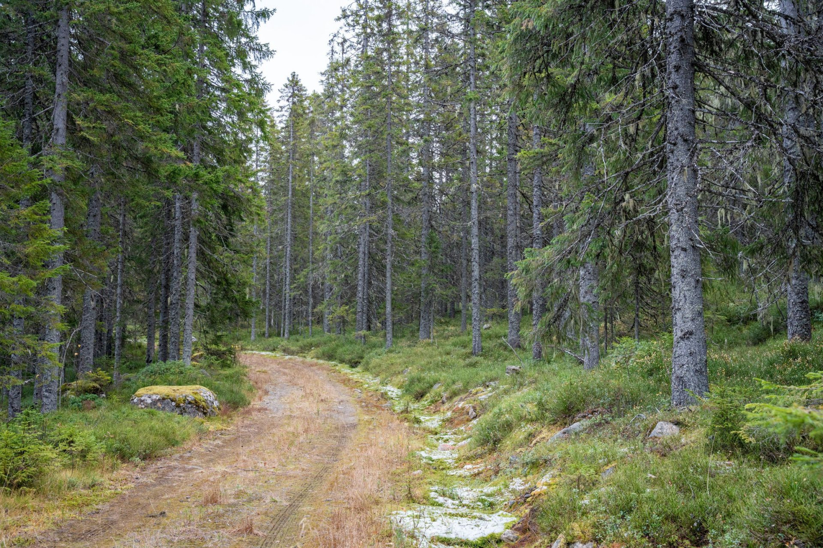 Bild 3 från Areal