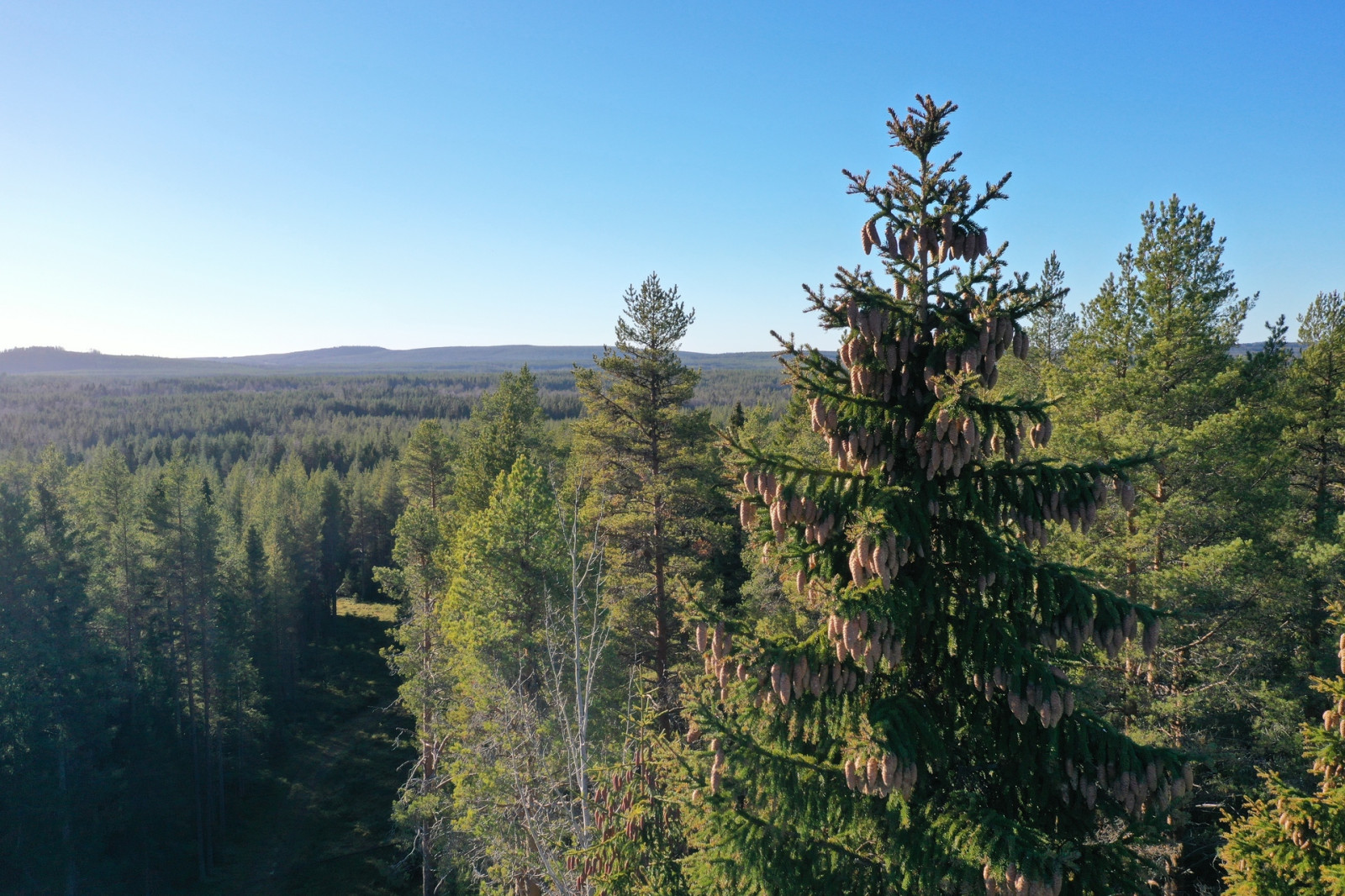 Bild 2 från Areal